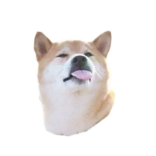🐶