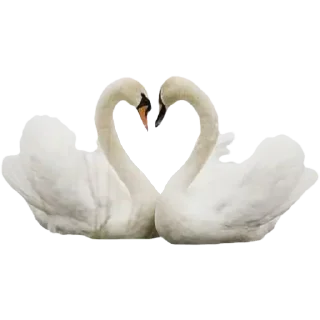 🦢
