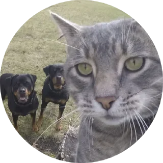 😼