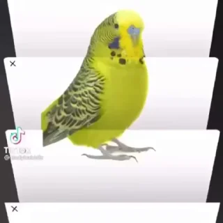 🍐