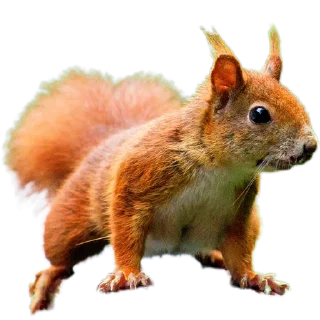 🐿️