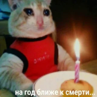 🍰