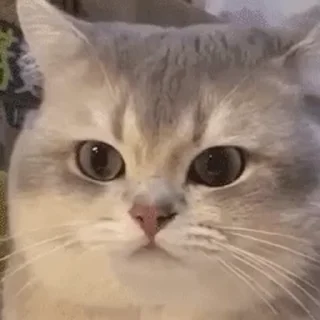🐱