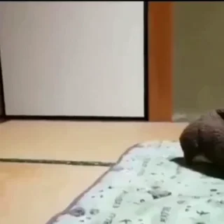 🐩