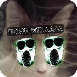 🐱
