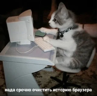 🙀