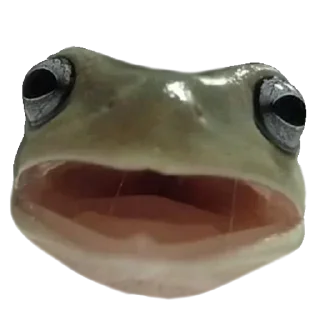 🐸