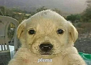 🐶