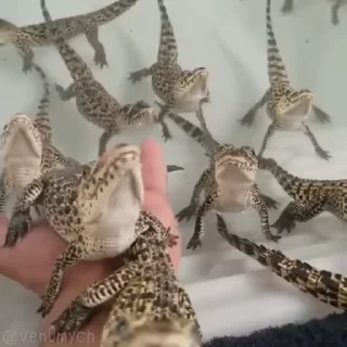 🥺