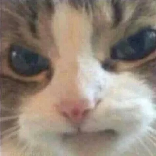 😾