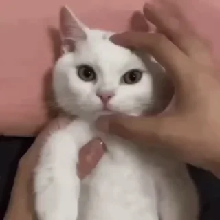 🐈