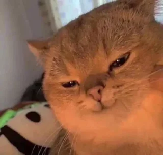 🐶