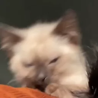 😻