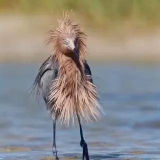 💃