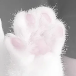 🐾