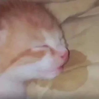 😴