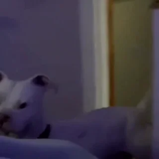 🐕