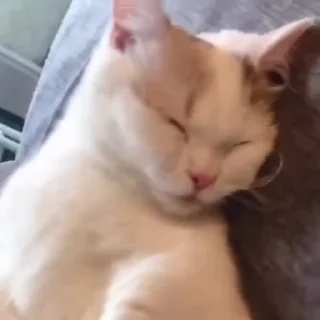 😴