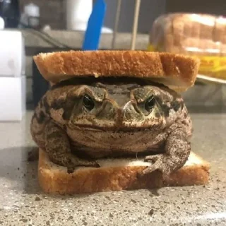 🥪