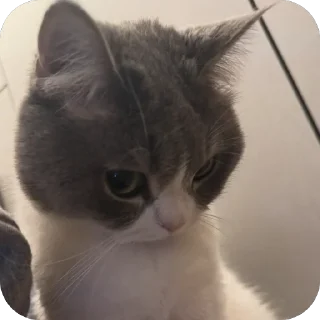 🐱