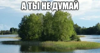 🌳