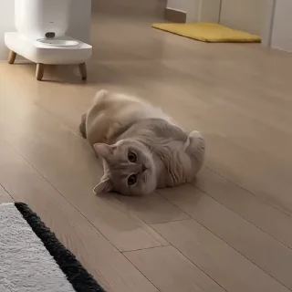 🐈‍⬛️