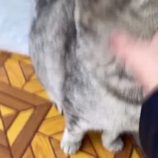 🐈‍⬛