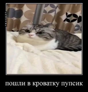 🐱