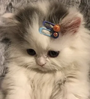 🌟
