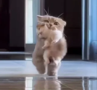 🌟