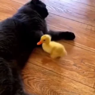 🐈