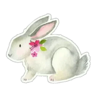 🐰