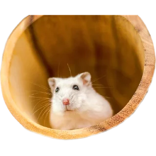 🐁