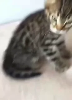 🐱
