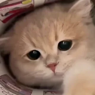 🤩