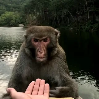 🙉