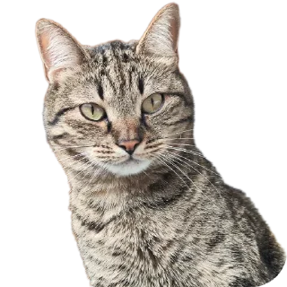 🐱