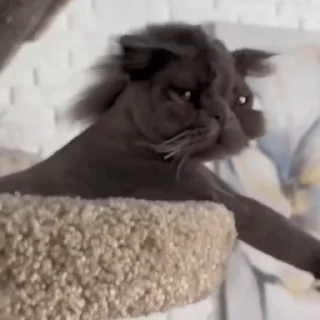 🐈