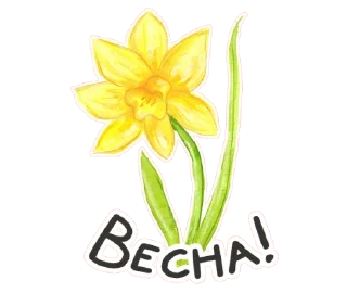 🌻