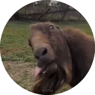 🤪