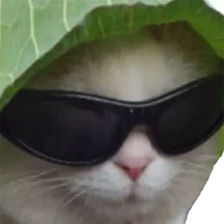 😎