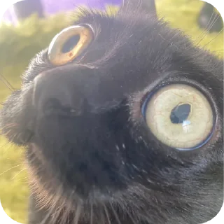 🐱