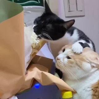 🐈