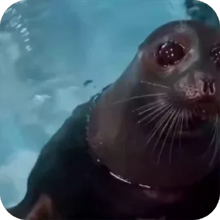 🥺
