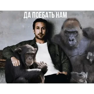 🦍