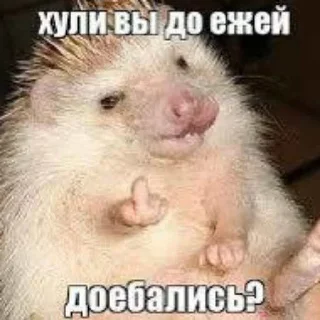 🦔