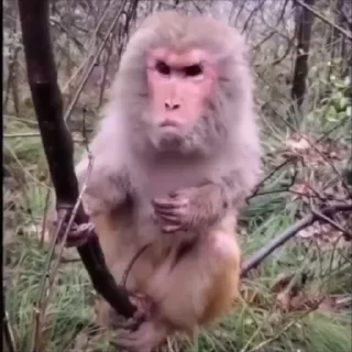 😡