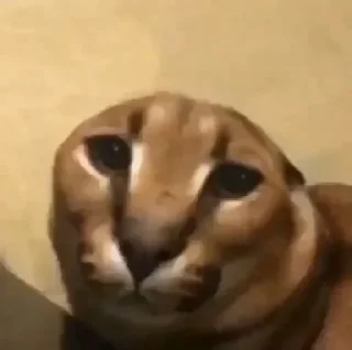 😶