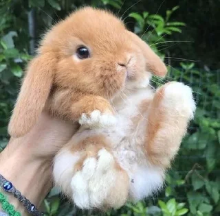 🐰