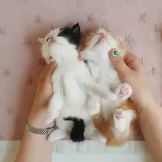🐈‍⬛